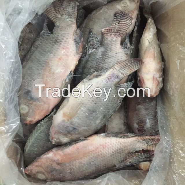 Fresh and Frozen whole tilapia for sale