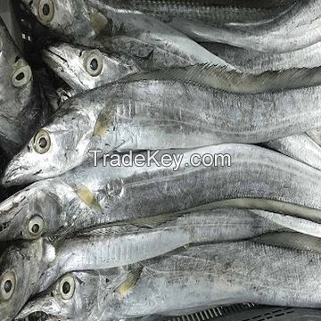 WHOLE Ribbon Fish