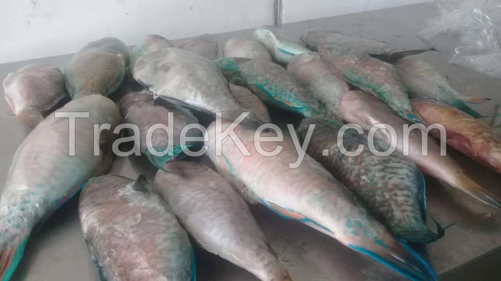 Parrot fish fresh whole round wgs wggs