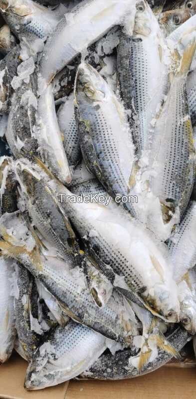 Japanese Gizzard Shad