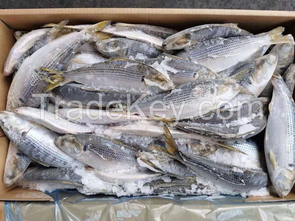 Japanese Gizzard Shad