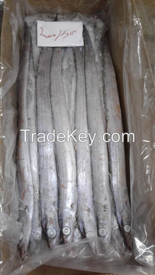 FROZEN RIBBON FISH HGT/ROUNDED FROM MOROCCO