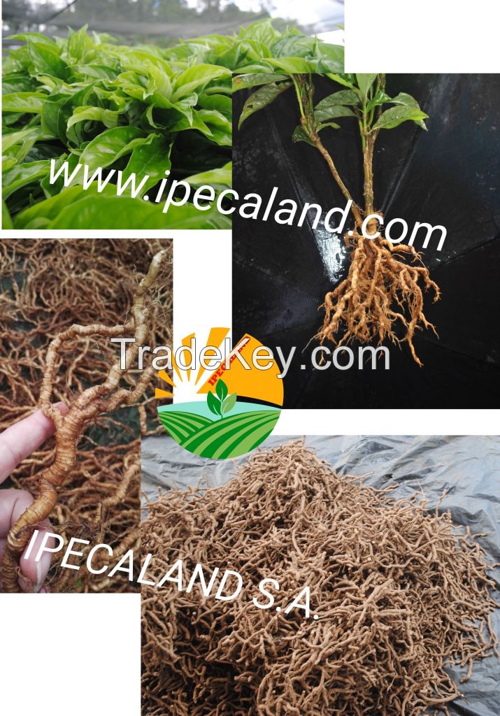 Ipecac roots
