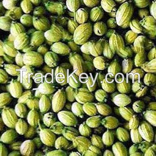 CORIANDER SEEDS