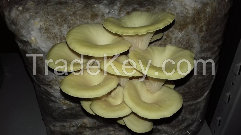 Oyster/Pleurotus Mushrooms