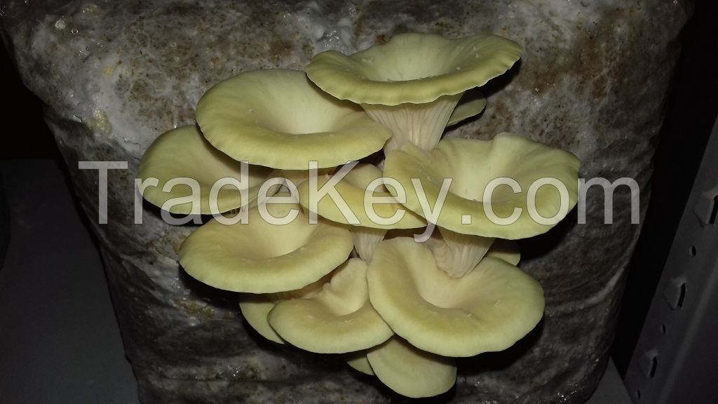 Oyster/pleurotus Mushrooms