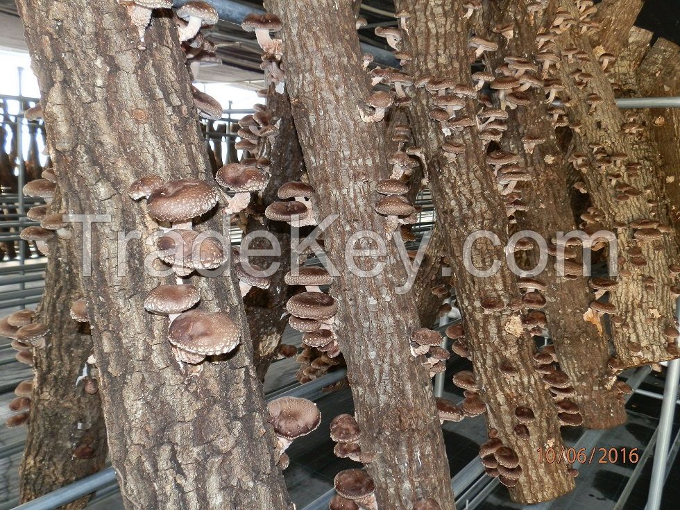 Shiitake Mushrooms