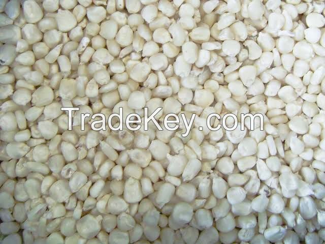 Dry white corn grains