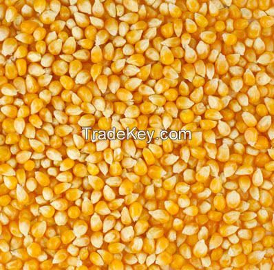 Dry yellow corn grains
