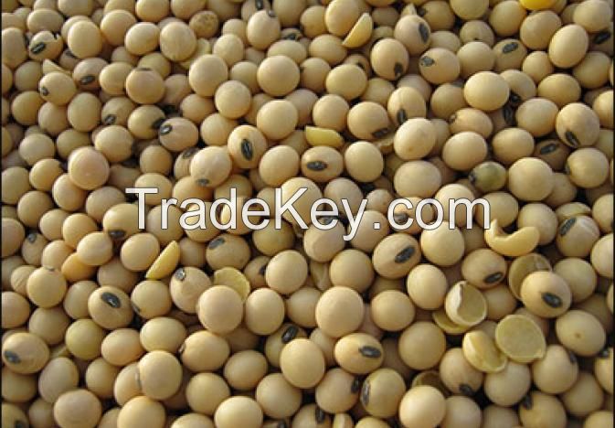 soybean