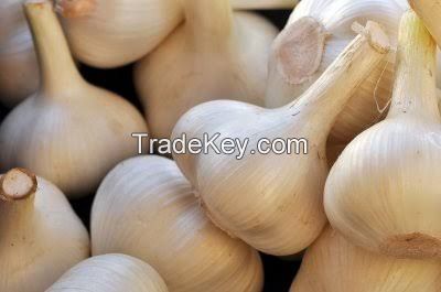 Fresh Garlic for Export