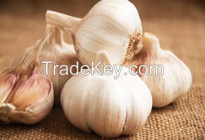 Fresh Garlic for Export