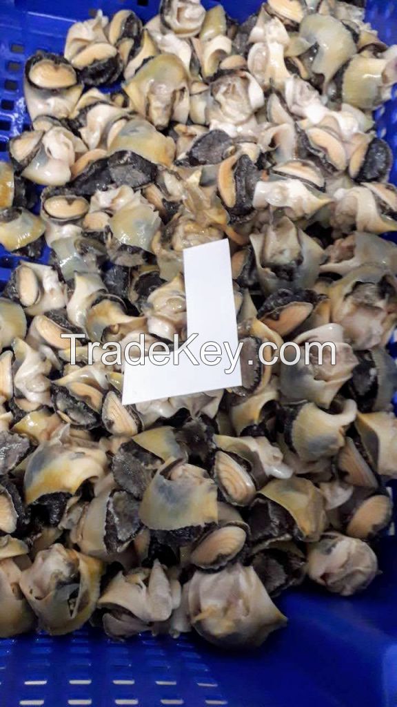 Black sea top shell meat