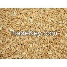 Dried Grain Products