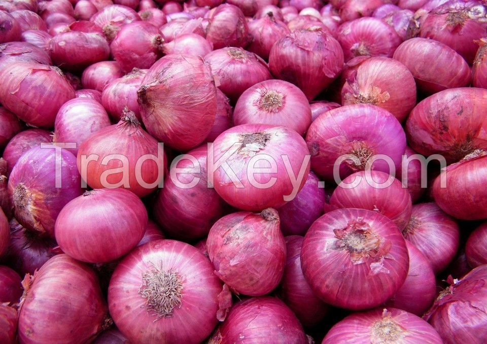 export quality red onion