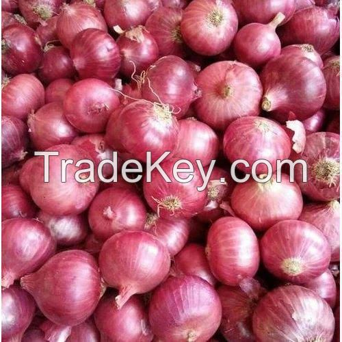 export quality red onion