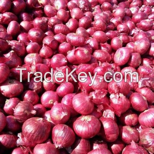 export quality red onion