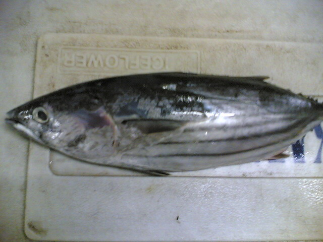 Tuna (Skipjack, yellowfin, bonito)