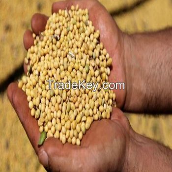 Soybeans seed