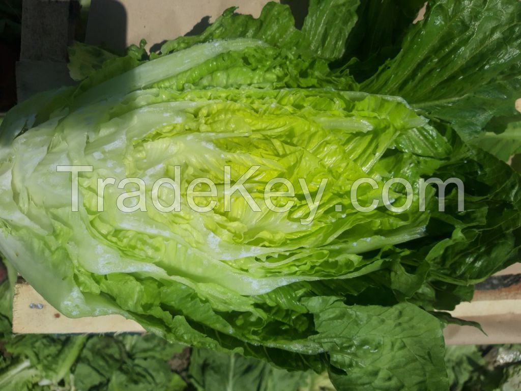 cheap lettuce