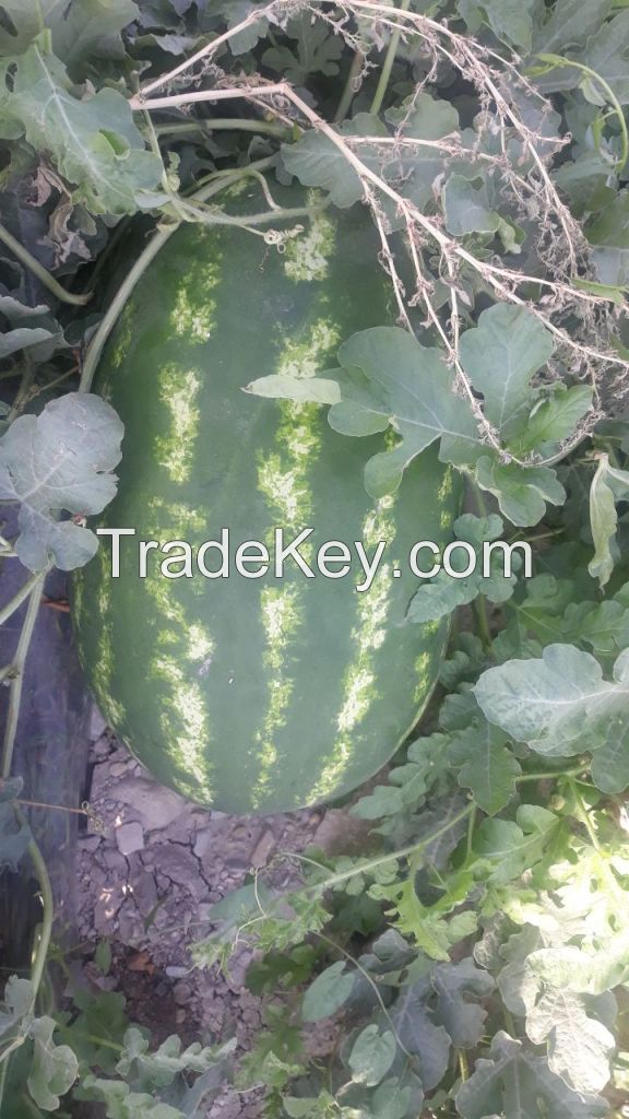 Fresh Watermelon