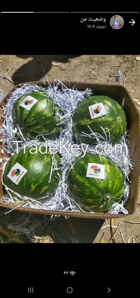 Wholesale fresh potato Iranian supplier Watermelon