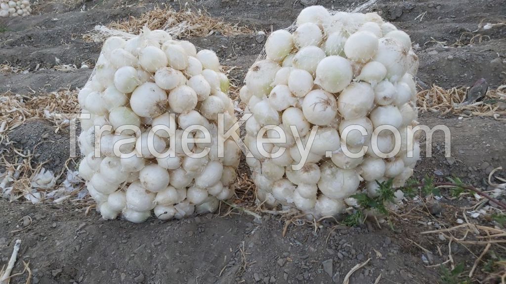 White Onion