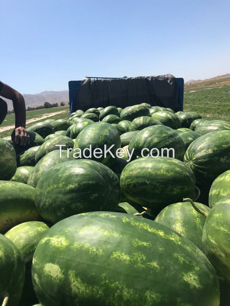 Wholesale fresh potato Iranian supplier Watermelon