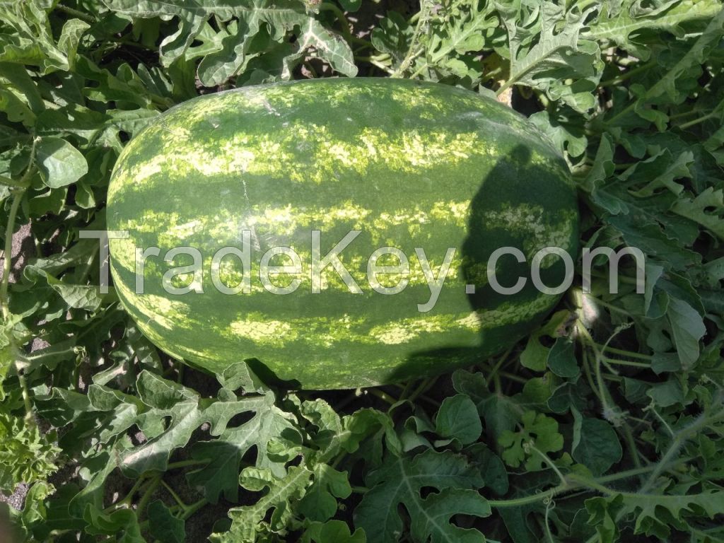Oval Watermelon