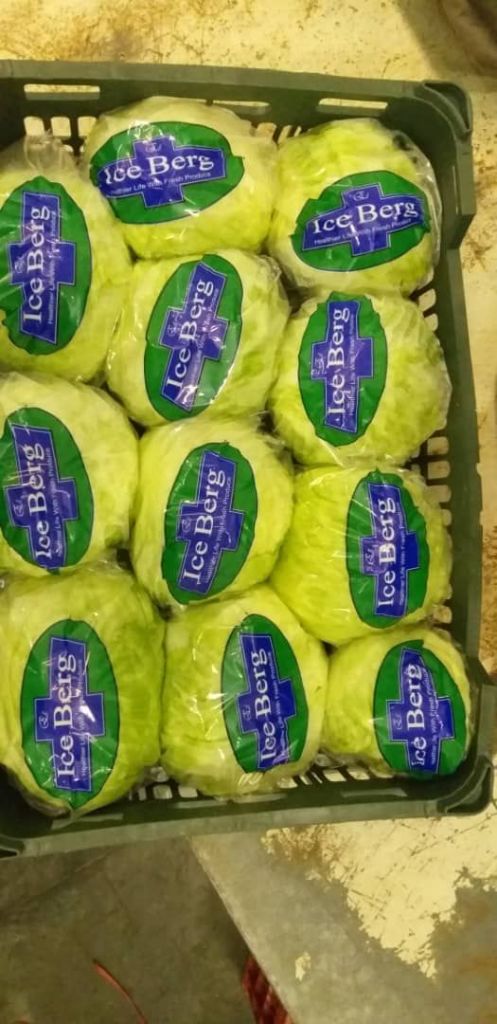 Iceberg lettuce