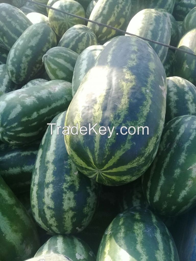 Oval Watermelon