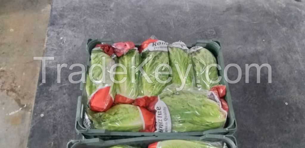 Fresh Romaine Lettuce