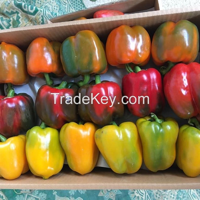 Sweet Pepper , Bell Pepper