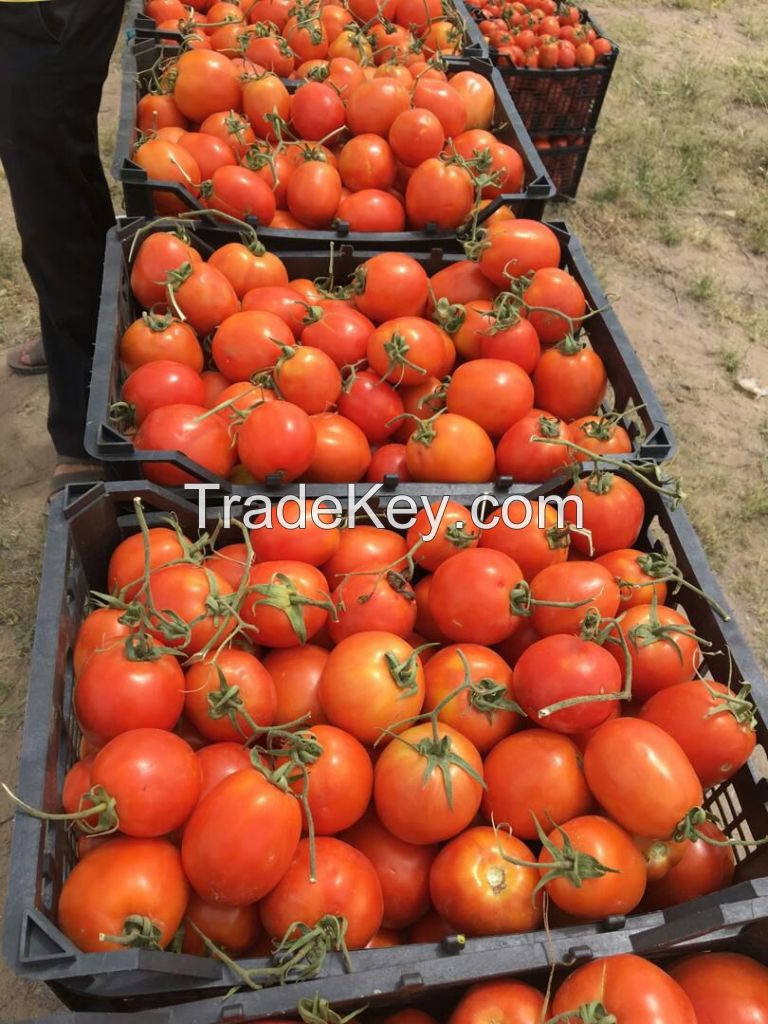 tomato for tomato paste