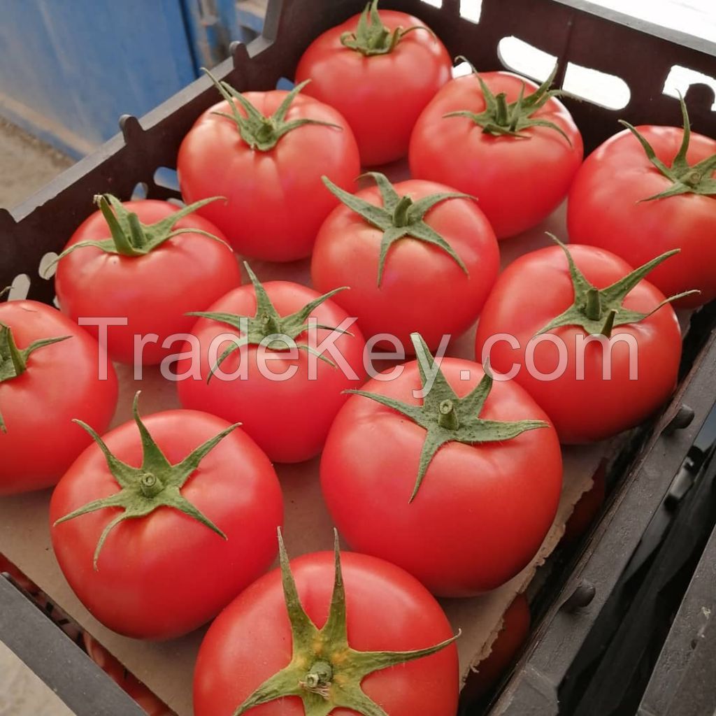 Tomato For Tomato Paste And Ketchup