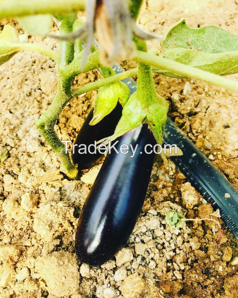 long Eggplant