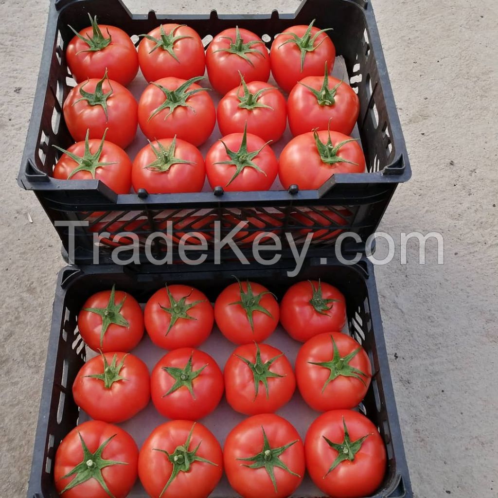 Greenhouse Tomato