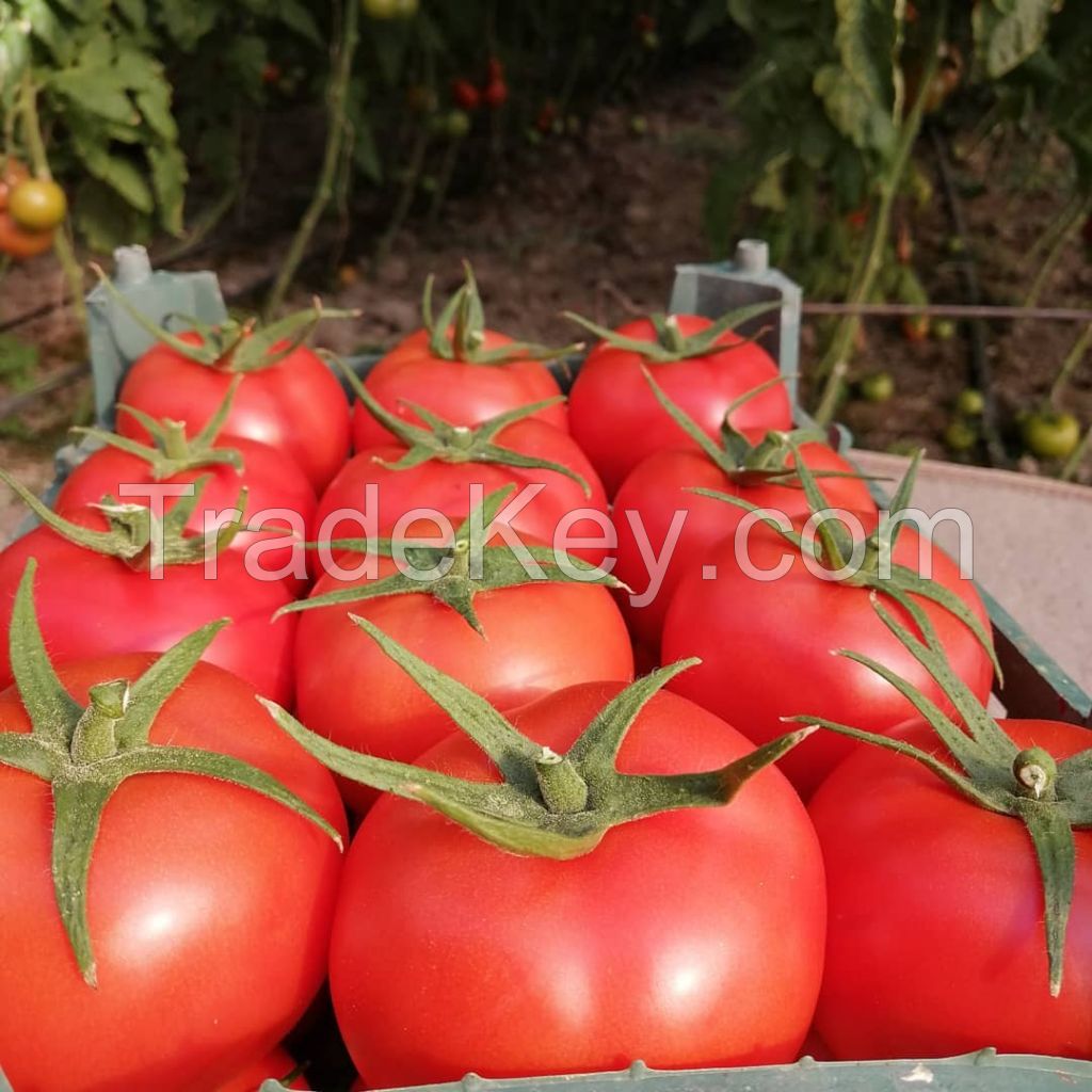 Tomato For Tomato Paste And Ketchup