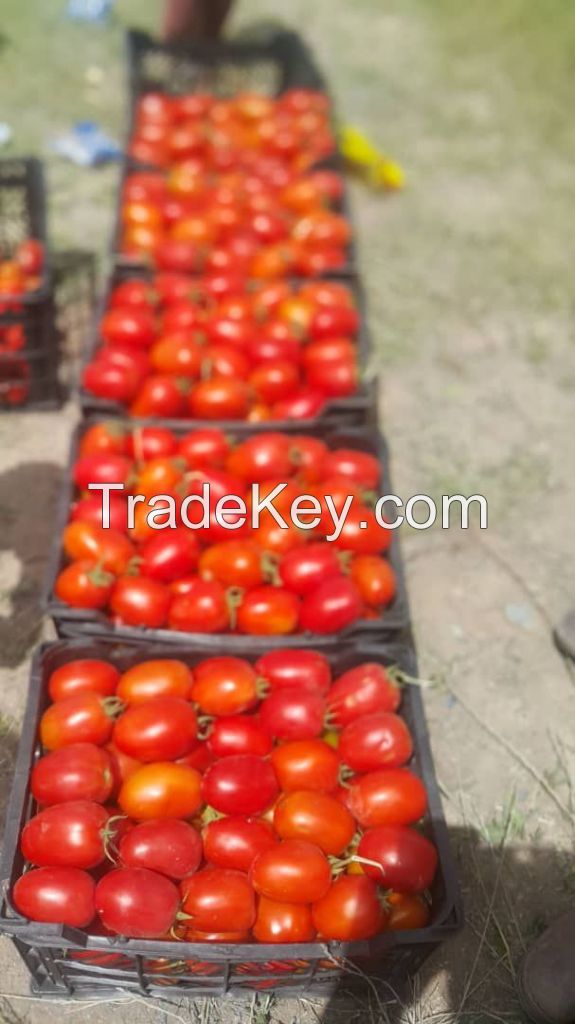 tomato for tomato paste