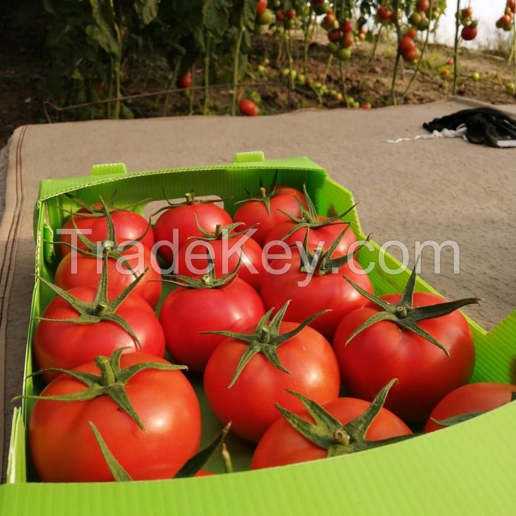 Greenhouse Tomato