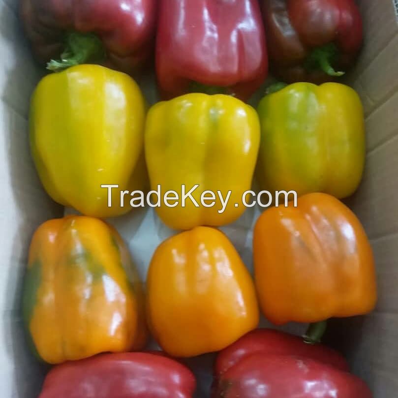 Fresh Capsicum