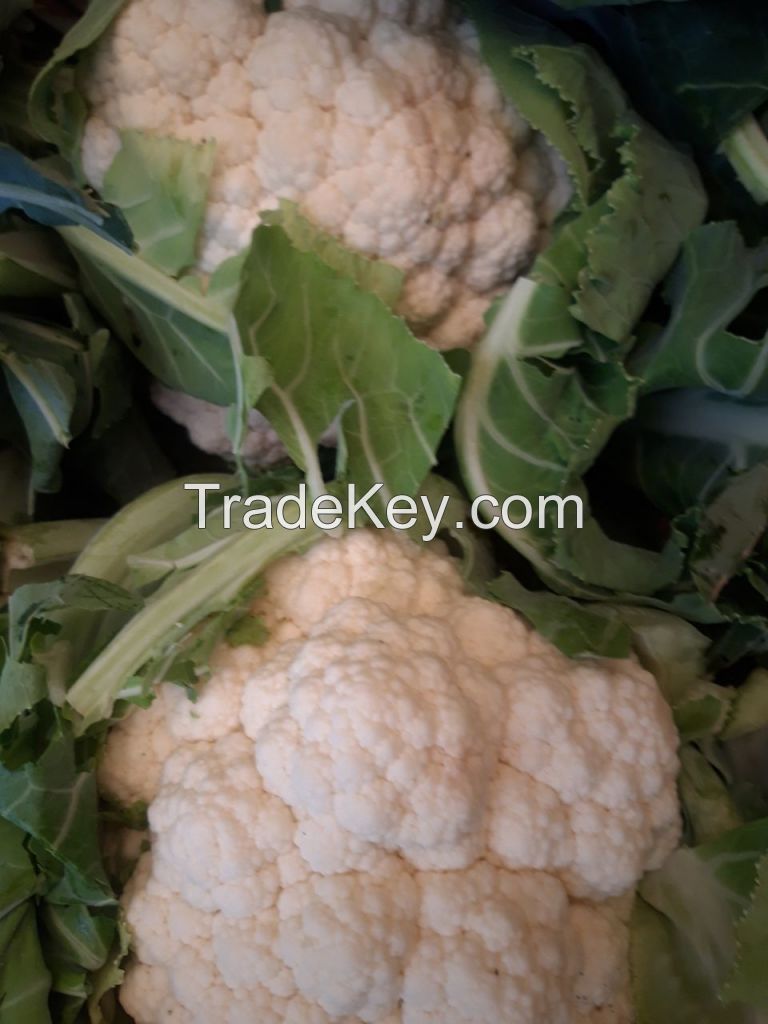 Fresh Cauliflower