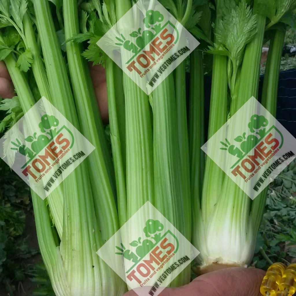 Fresh Celery