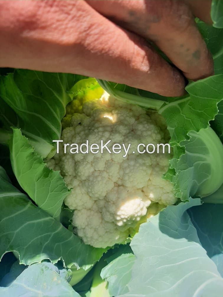 Fresh Cauliflower