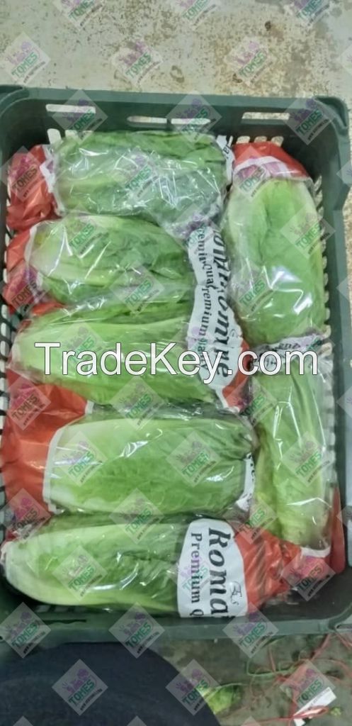 Wholesale fresh potato Iranian supplier Romaine lettuce