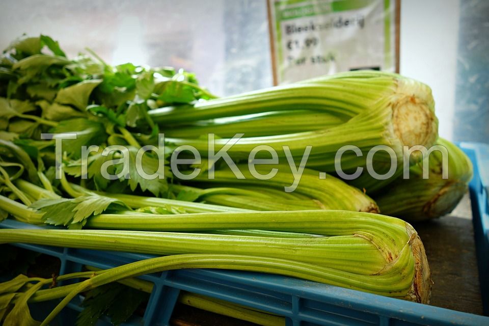Wholesale fresh potato Iranian supplier Celery