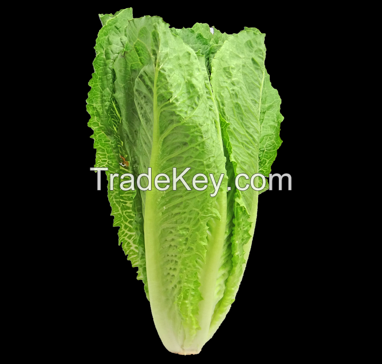 Wholesale fresh potato Iranian supplier Romaine lettuce