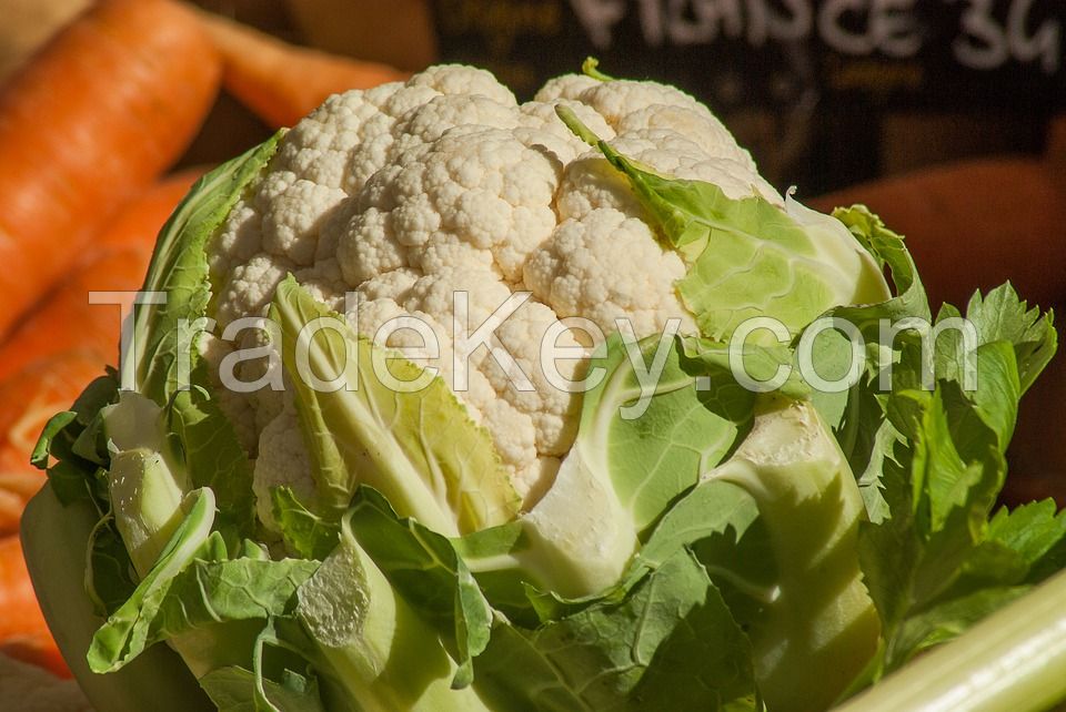 bulk pack Iranian high quality new crop fresh cauliflower