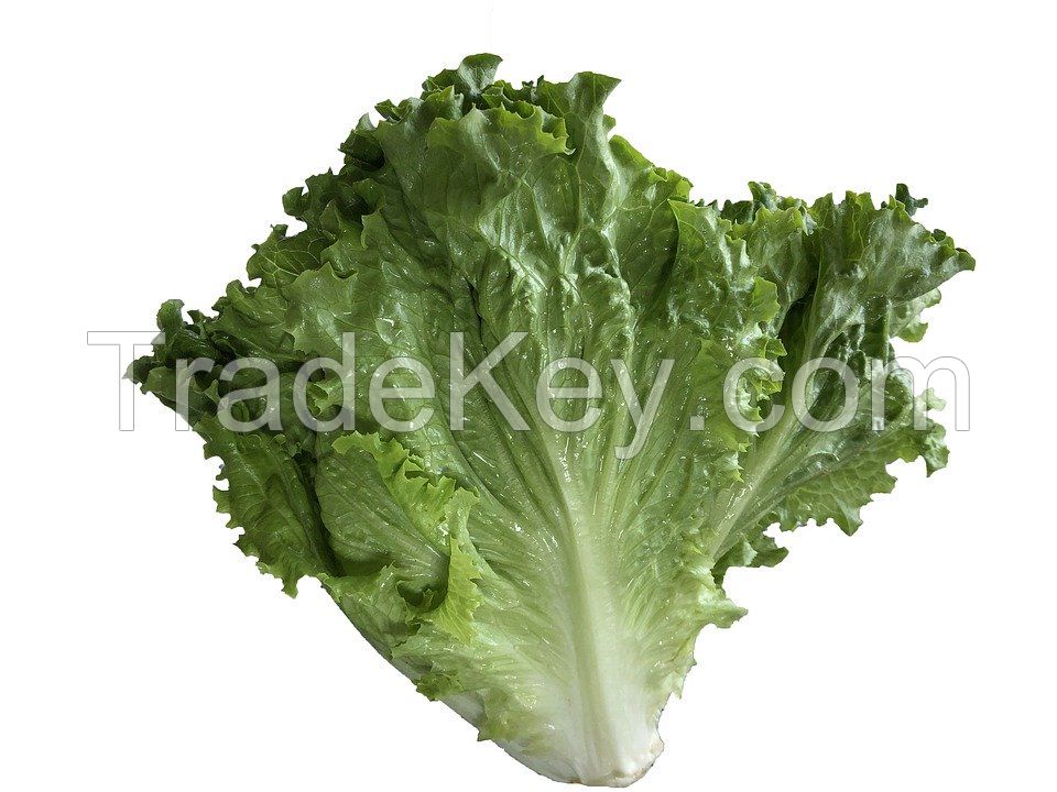 Wholesale fresh potato Iranian supplier Romaine lettuce