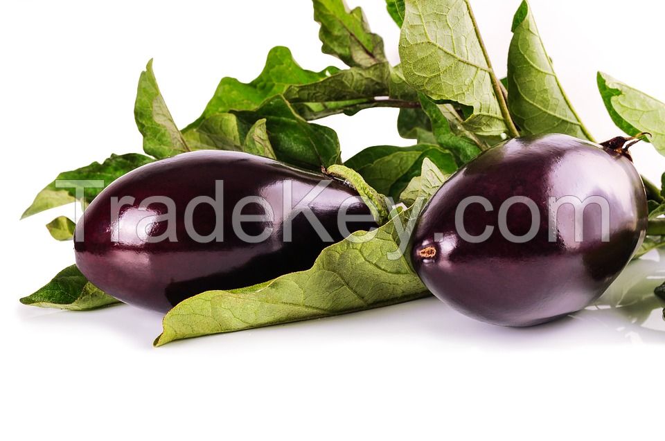 Wholesale fresh potato Iranian supplier Eggplant